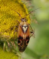Attēlu rezultāti vaicājumam “Lygus pratensis nymph”