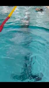 Image result for Warwick Bears Badminton Club