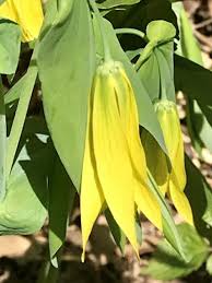 Attēlu rezultāti vaicājumam “Uvularia grandiflora flower”