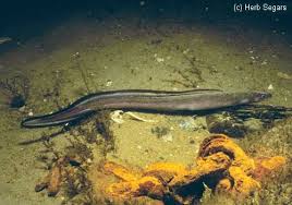 Image result for Conger conger