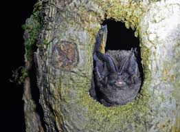 Attēlu rezultāti vaicājumam “Barbastella barbastellus”