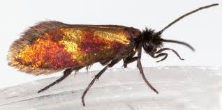 Attēlu rezultāti vaicājumam “Micropterigidae”