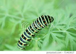 Attēlu rezultāti vaicājumam “Papilio machaon larva”