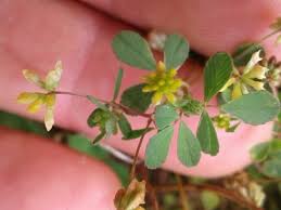 Attēlu rezultāti vaicājumam “Trifolium dubium flower”