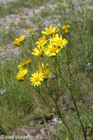 Attēlu rezultāti vaicājumam “Jacobaea vulgaris”