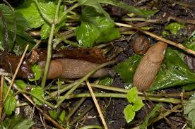 Attēlu rezultāti vaicājumam “Arion lusitanicus”