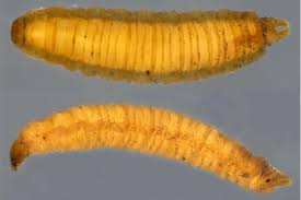 Attēlu rezultāti vaicājumam “Therevidae larva”