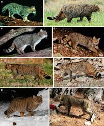 Attēlu rezultāti vaicājumam “Felis silvestris catus adult”