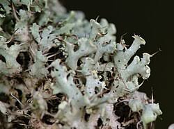 Attēlu rezultāti vaicājumam “Physcia adscendens”