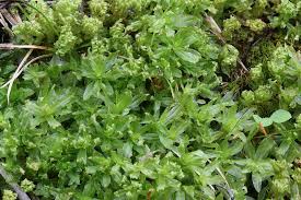 Attēlu rezultāti vaicājumam “Plagiomnium cuspidatum sporophyte”