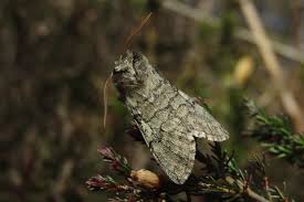 Attēlu rezultāti vaicājumam “Achlya flavicornis”