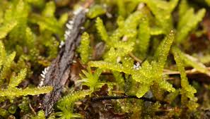 Attēlu rezultāti vaicājumam “Tetraphis pellucida sporophyte”