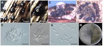Attēlu rezultāti vaicājumam “Ophiotheca chrysosperma spores”