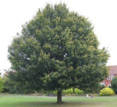 Attēlu rezultāti vaicājumam “Acer campestre”