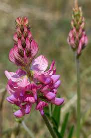 Attēlu rezultāti vaicājumam “Onobrychis arenaria”