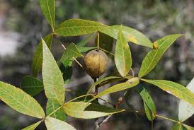 Attēlu rezultāti vaicājumam “Carya”