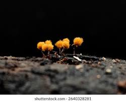 Attēlu rezultāti vaicājumam “Trichia sp.”