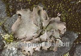 Attēlu rezultāti vaicājumam “Dermatocarpon miniatum”