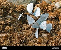 Attēlu rezultāti vaicājumam “Celastrina argiolus underside”