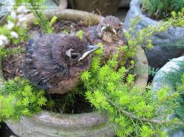 Attēlu rezultāti vaicājumam “Turdus merula nest”