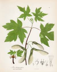 Attēlu rezultāti vaicājumam “Acer saccharinum fruit”