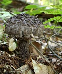 Attēlu rezultāti vaicājumam “Strobilomyces strobilaceus”