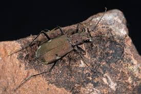 Attēlu rezultāti vaicājumam “Bolitophagus reticulatus imago”