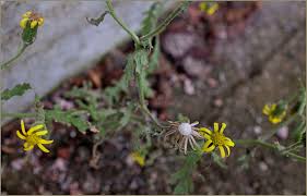 Attēlu rezultāti vaicājumam “Senecio viscosus”