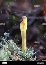 Attēlu rezultāti vaicājumam “Clavaria argillacea”