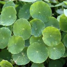 Attēlu rezultāti vaicājumam “Hydrocotyle vulgaris”