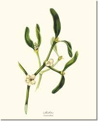 Attēlu rezultāti vaicājumam “Viscum album”