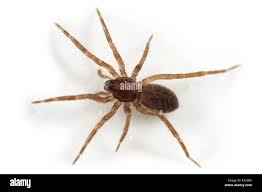 Attēlu rezultāti vaicājumam “Agroeca brunnea”