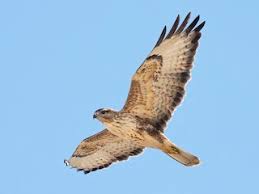 Attēlu rezultāti vaicājumam “Buteo buteo adult”