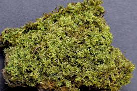 Attēlu rezultāti vaicājumam “Hypnum”