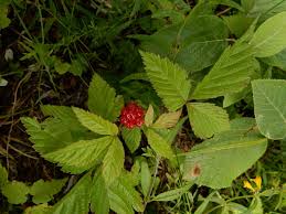 Attēlu rezultāti vaicājumam “Rubus saxatilis”