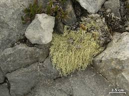 Attēlu rezultāti vaicājumam “Evernia divaricata”