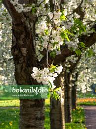 Attēlu rezultāti vaicājumam “Prunus avium flower”