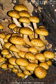 Attēlu rezultāti vaicājumam “Pholiota aurivella”