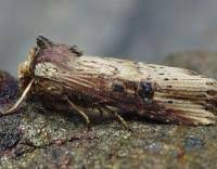 Attēlu rezultāti vaicājumam “Axylia putris”