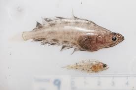 Image result for Reinhardtius hippoglossoides