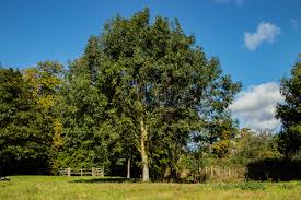 Attēlu rezultāti vaicājumam “Fraxinus excelsior”