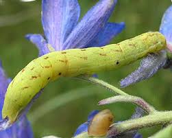 Attēlu rezultāti vaicājumam “Lacanobia contigua”