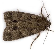 Attēlu rezultāti vaicājumam “Acronicta rumicis imago”