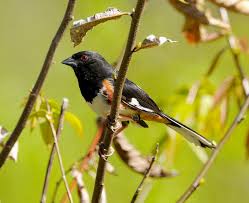 Image result for Pipilo erythrophthalmus