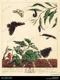 Attēlu rezultāti vaicājumam “Abraxas grossulariata larva”