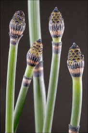 Attēlu rezultāti vaicājumam “Equisetum hyemale”