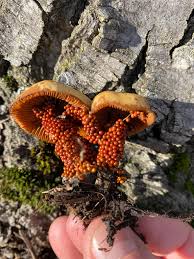 Attēlu rezultāti vaicājumam “Trichia ambigua stalked”