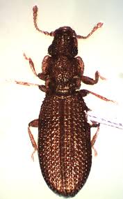 Attēlu rezultāti vaicājumam “Dienerella elongata”