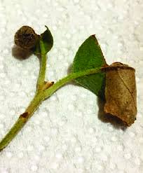 Attēlu rezultāti vaicājumam “Attelabus nitens”