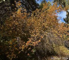 Attēlu rezultāti vaicājumam “Crataegus douglasii”